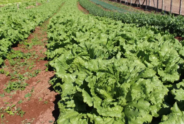 Hortitec 2024: fertilizante orgânico aumenta a produtividade de flores, frutas e hortaliças
