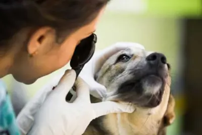 Prevenção e cuidados com a saúde ocular dos pets: Dicas essenciais para proteger a visão do seu Pet
