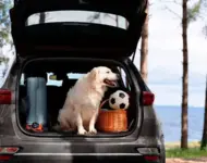 Viajar com Cães: Cuidados Essenciais para as Férias
