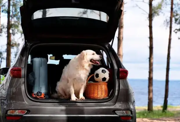 Viajar com Cães: Cuidados Essenciais para as Férias