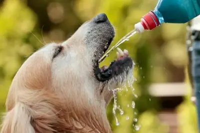 Pets em Tempo Seco: Cuidados Essenciais para Manter a Saúde do Seu Amigo