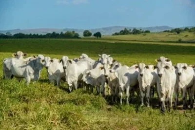 Manejo parasitário eficaz proporciona saúde e bem-estar do rebanho e evita prejuízos para os pecuaristas