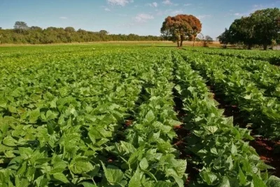 Arroz e feijão, base da alimentação dos brasileiros, também precisam de nutrição adequada para chegar à mesa 