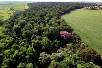 Prefeitura comemora Dia da Árvore com 415.282 mudas de árvores plantadas desde 2021