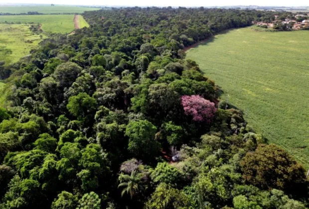 Prefeitura comemora Dia da Árvore com 415.282 mudas de árvores plantadas desde 2021