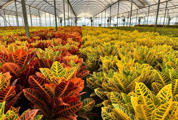 Na primavera, jardins podem ficar bem coloridos apenas com plantas sem flores