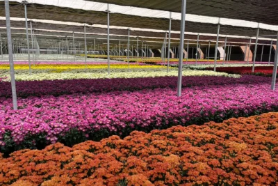 Venda de flores para Finados aumenta 6% e crescem novas formas de homenagens