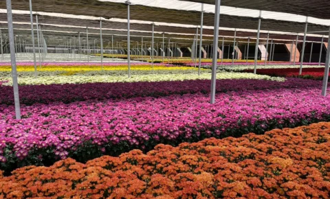 Venda de flores para Finados aumenta 6% e crescem novas formas de homenagens