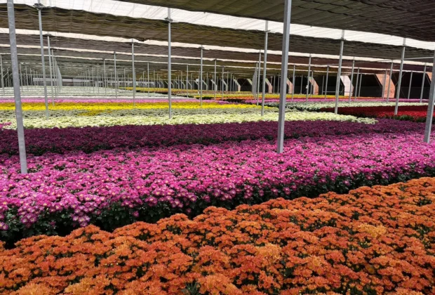 Venda de flores para Finados aumenta 6% e crescem novas formas de homenagens