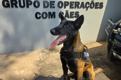 Novo cão é integrado ao Canil da Guarda Civil Municipal de Itapira