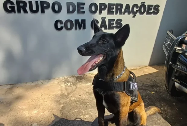 Novo cão é integrado ao Canil da Guarda Civil Municipal de Itapira