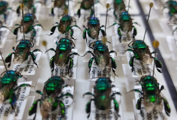 Em comemoração aos seus 25 anos, Museu de História Natural promove ação educativa