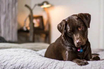 BEM-ESTAR PARA PETS COM DOENÇAS CRÔNICAS E TERMINAIS – TÉCNICAS INTEGRATIVAS PARA MELHOR QUALIDADE DE VIDA