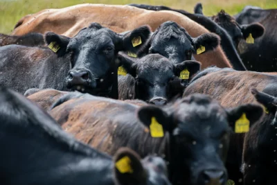 Tempo quente e úmido potencializa infestações de moscas-dos-chifres, que causam prejuízos bilionários à pecuária