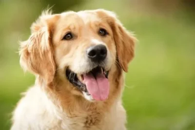 PROGRAMA DE REABILITAÇÃO CANINA REALIZA PASSEIO COM CÃES NESTE SÁBADO EM JAGUARIÚNA