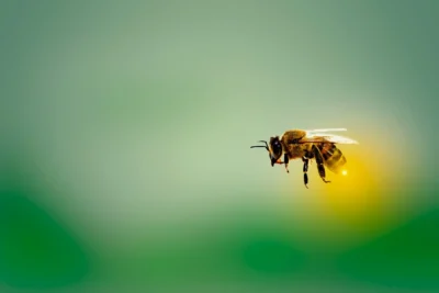 Agricultura regenerativa: uma estratégia para proteger as abelhas e garantir o futuro do planeta