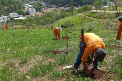 Secretaria Municipal de Meio Ambiente realiza plantio de mudas de Quaresmeira no Morro do Cristo