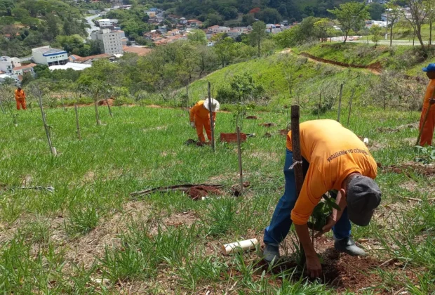 Secretaria Municipal de Meio Ambiente realiza plantio de mudas de Quaresmeira no Morro do Cristo