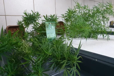 Homem é Detido em Pedreira por Cultivo de Maconha para Consumo Próprio