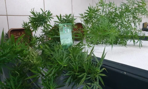 Homem é Detido em Pedreira por Cultivo de Maconha para Consumo Próprio