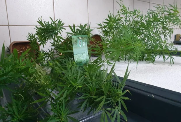 Homem é Detido em Pedreira por Cultivo de Maconha para Consumo Próprio