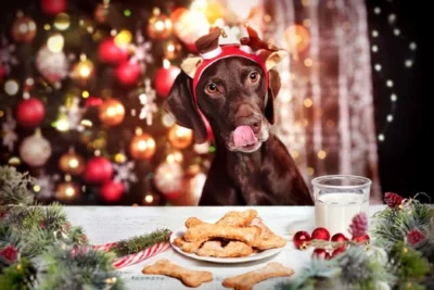 Pets na ceia de Natal? Confira cuidados alimentares com cães e gatos durante as festas