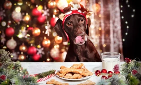 Pets na ceia de Natal? Confira cuidados alimentares com cães e gatos durante as festas