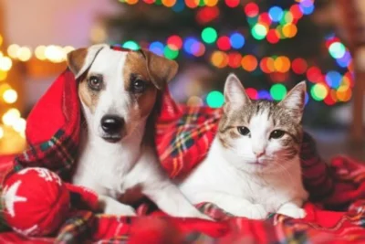 Cuidados essenciais para os pets nos festejos de fim de ano