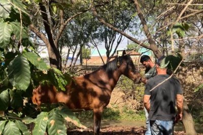 DPBEA encerra o ano com balanço das ações de proteção e bem-estar animal em Itapira