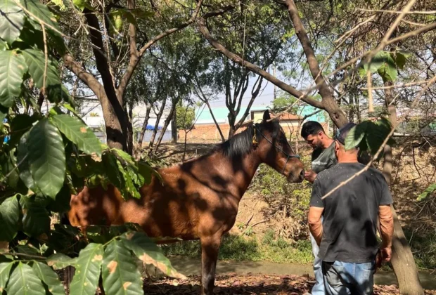 DPBEA encerra o ano com balanço das ações de proteção e bem-estar animal em Itapira