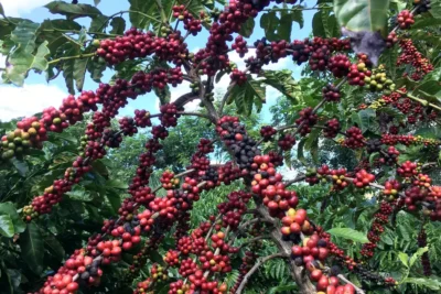 O café vai sobreviver às mudanças do clima?