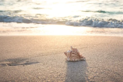 Verão: O que fazer em caso de queimadura de animais aquáticos