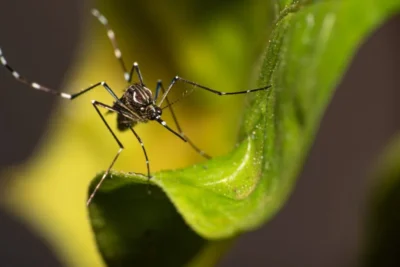 Dengue tipo 3: o que é e quais as diferenças para outros tipos?