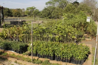 VIVEIRO MUNICIPAL É IMPORTANTE ESPAÇO PARA PRESERVAÇÃO AMBIENTAL