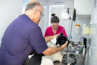 CASTRAMÓVEL MUNICIPAL RETOMA CASTRAÇÕES NO PARQUE MENEGON