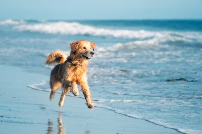 Pets no verão: especialista do CEUB dá dicas de como aproveitar passeios em altas temperaturas com cães e gatos