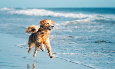 Pets no verão: especialista do CEUB dá dicas de como aproveitar passeios em altas temperaturas com cães e gatos