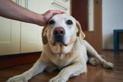 Geriatria animal: como melhorar a qualidade de vida dos pets idosos