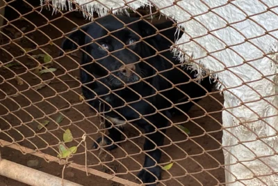 Prefeitura resgata animais em maus-tratos e multa infrator em R$ 15 mil