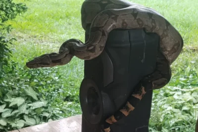 Defesa Civil de Estiva Gerbi resgata cobra e devolve animal à natureza