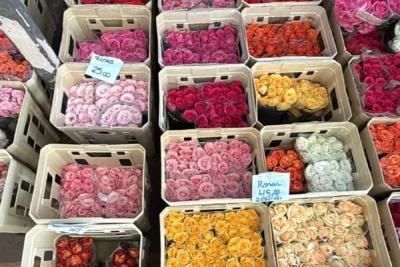 Dia Internacional da Mulher aumenta em 60% a venda de rosas na Ceasa Campinas