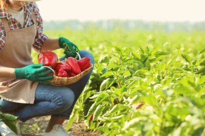 SP libera R$ 10 milhões e eleva limite em linha de crédito para produtoras rurais