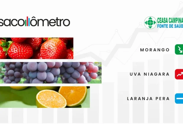 Morango tem queda de preço e uva está mais cara: confira dicas do Sacolômetro da Ceasa Campinas