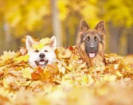 Cuidados com a Pele e Pelos dos Pets no Outono