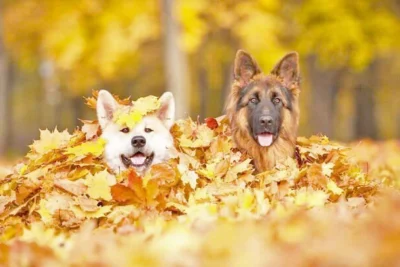 Cuidados com a Pele e Pelos dos Pets no Outono