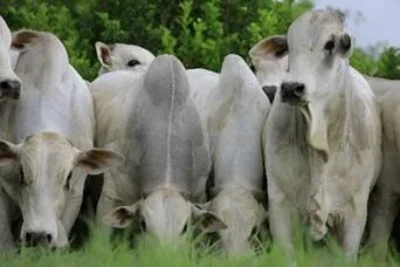 Três parasitas que causam prejuízos bilionários à pecuária brasileira