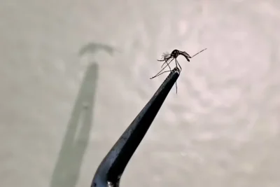 Campinas registra primeira morte por chikungunya