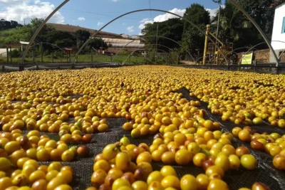 O arame também está no cultivo de café 