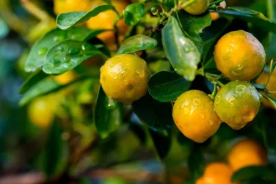 Com safra de laranja em alta, SP reforça ações para fortalecer a citricultura