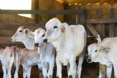 Sanidade animal: campanha de atualização de rebanhos começa nesta quinta-feira (1)